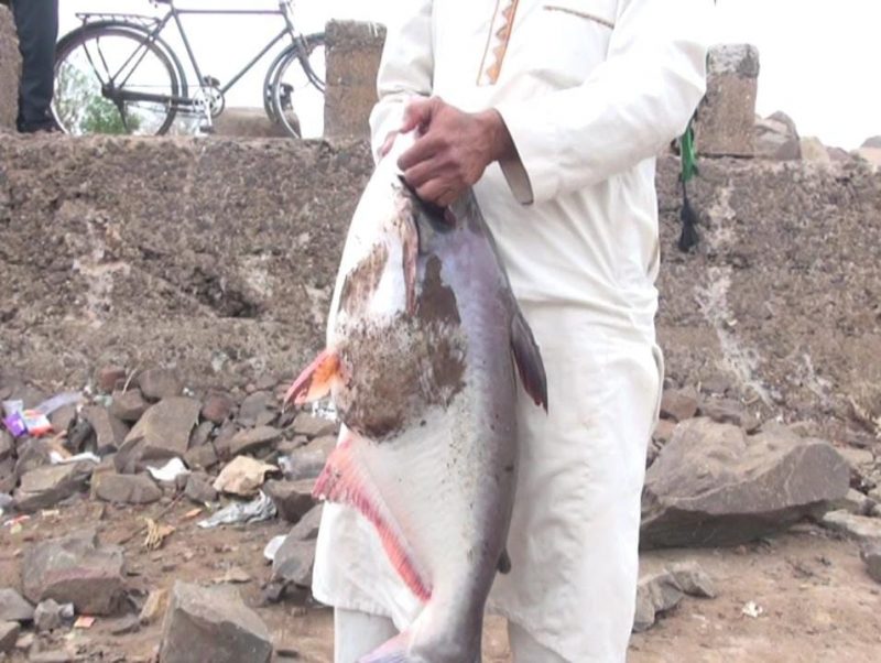 chikkodi big fish 2