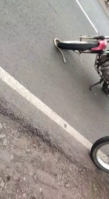 chikkodi snake 2