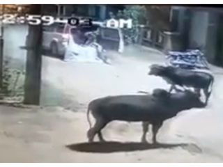 cow chikamagaluru 2