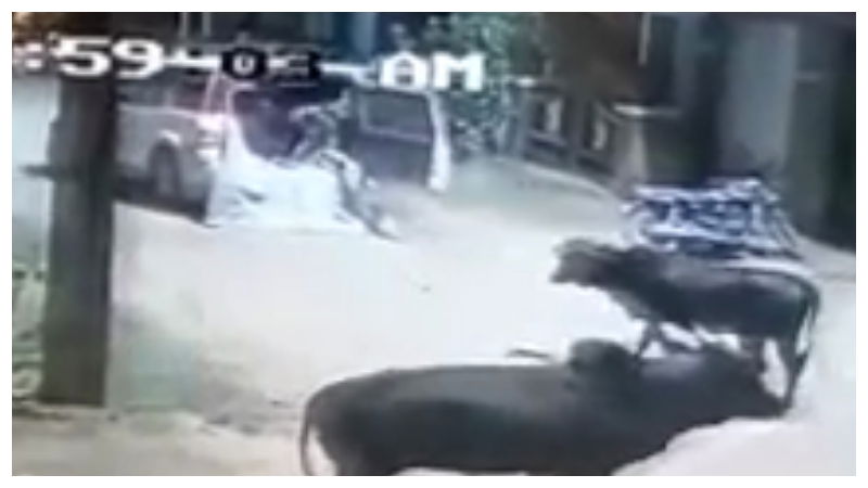 cow chikamagaluru 3