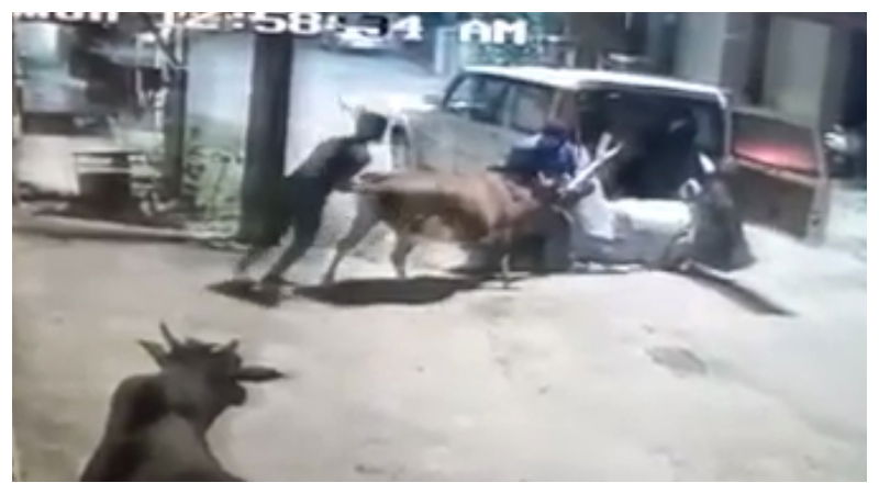 cow chikamagaluru 4