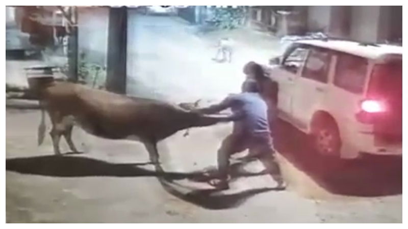 cow chikamagaluru 5