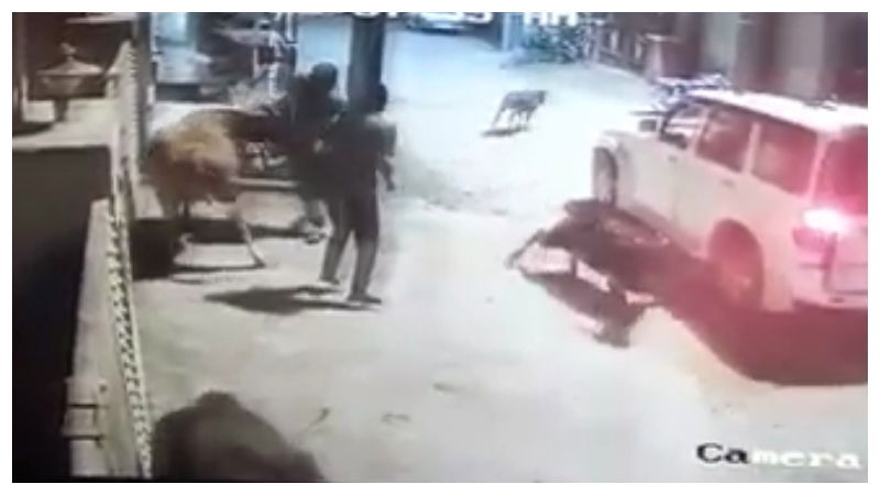cow chikamagaluru 6