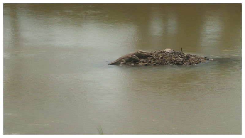 crocodile 3