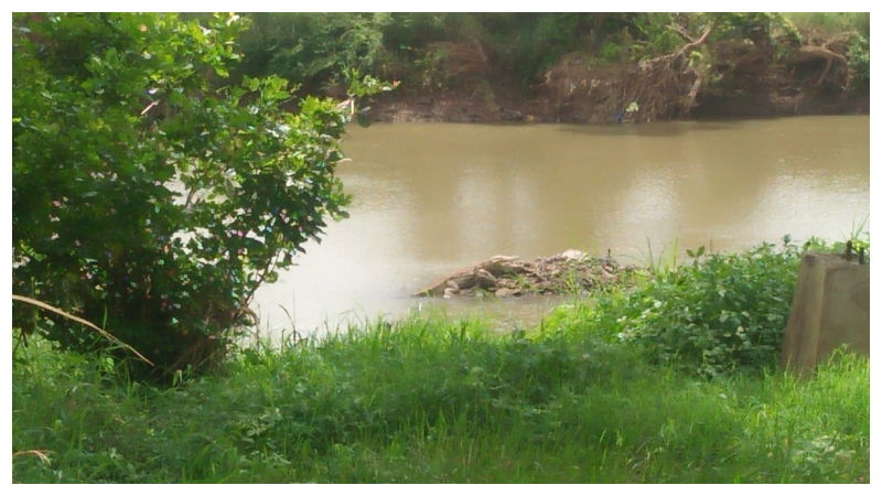 crocodile