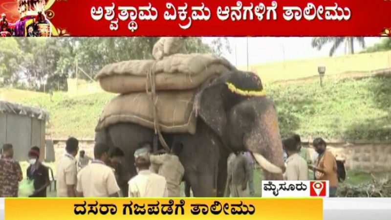 dasara elephants 1