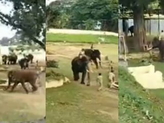 dasara elephants 3