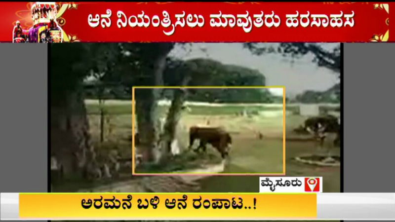 dasara elephants
