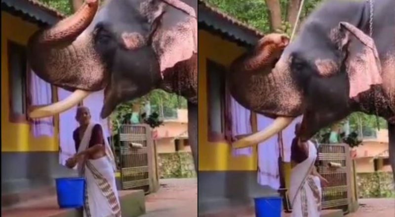 elephant 2