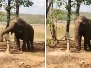 elephant water