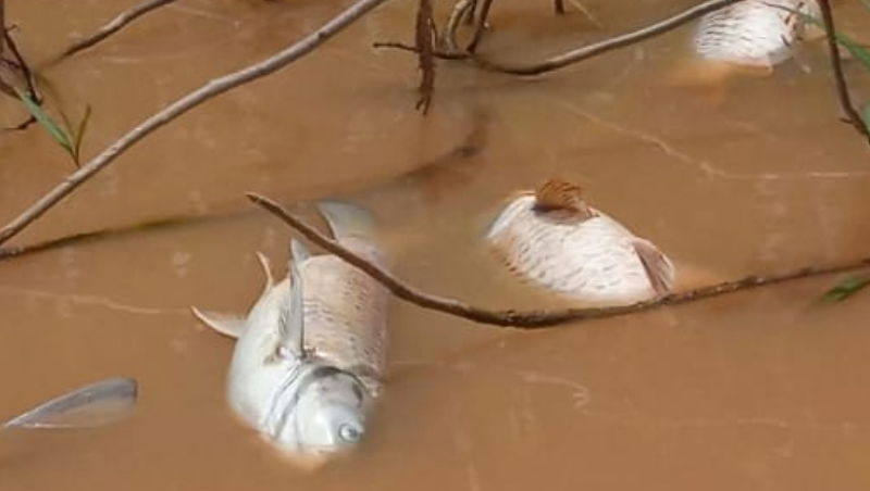fish