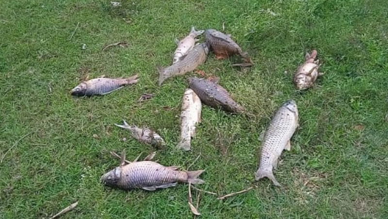 fish
