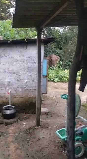 hassan elephant 2 1