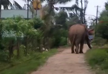 hassan elephant 2 3 e1630550088854