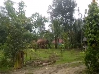 hassan elephant