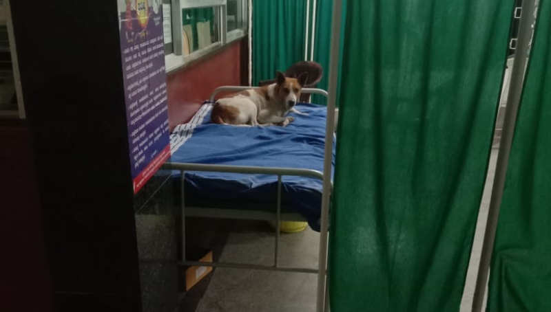 hospital dog