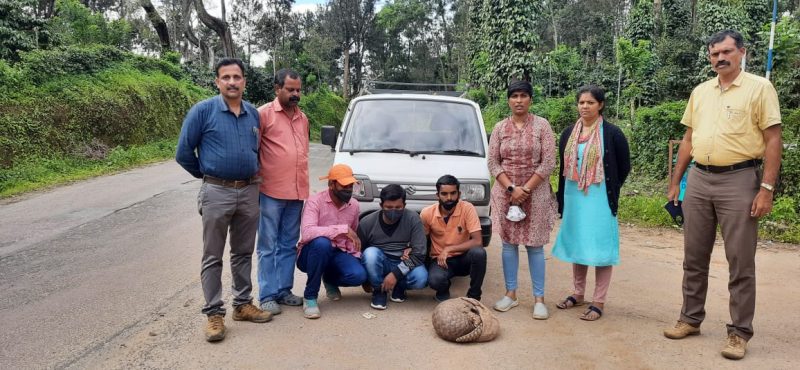kodagu pangolin 2