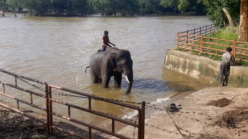 madikeri kodagu dasara elephant 2