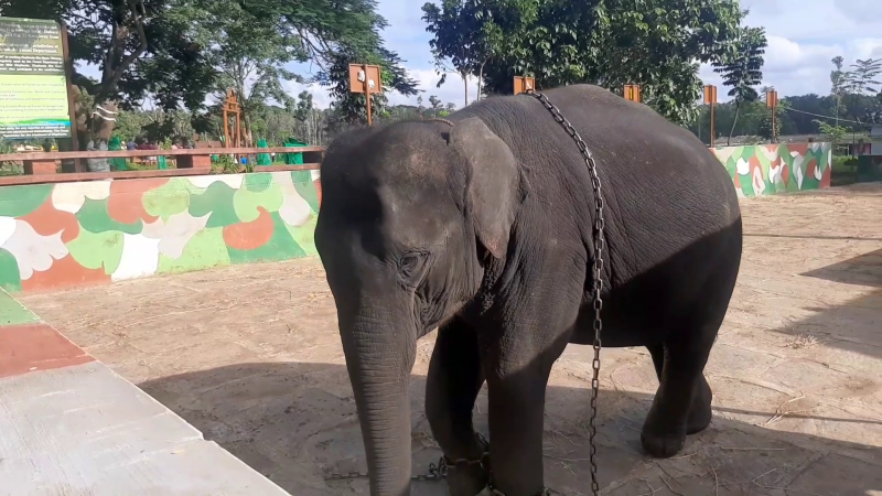 madikeri kodagu dasara elephant 3