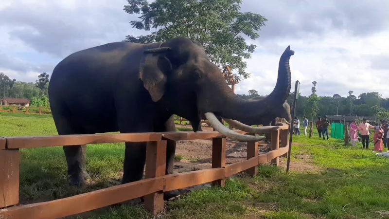madikeri kodagu dasara elephant 5