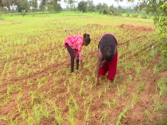 mandya farmer 3