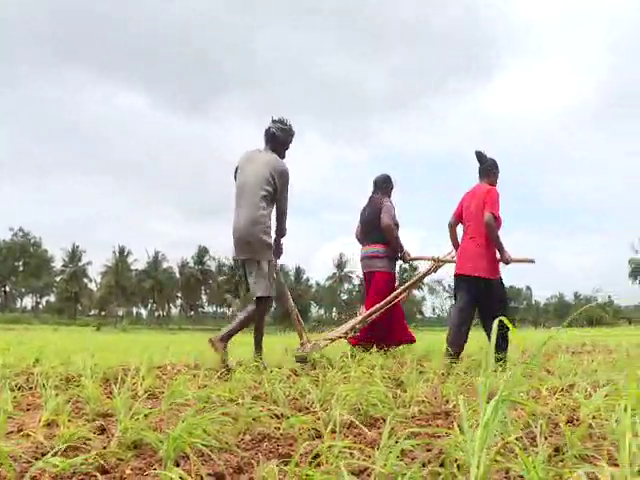 mandya farmer 4
