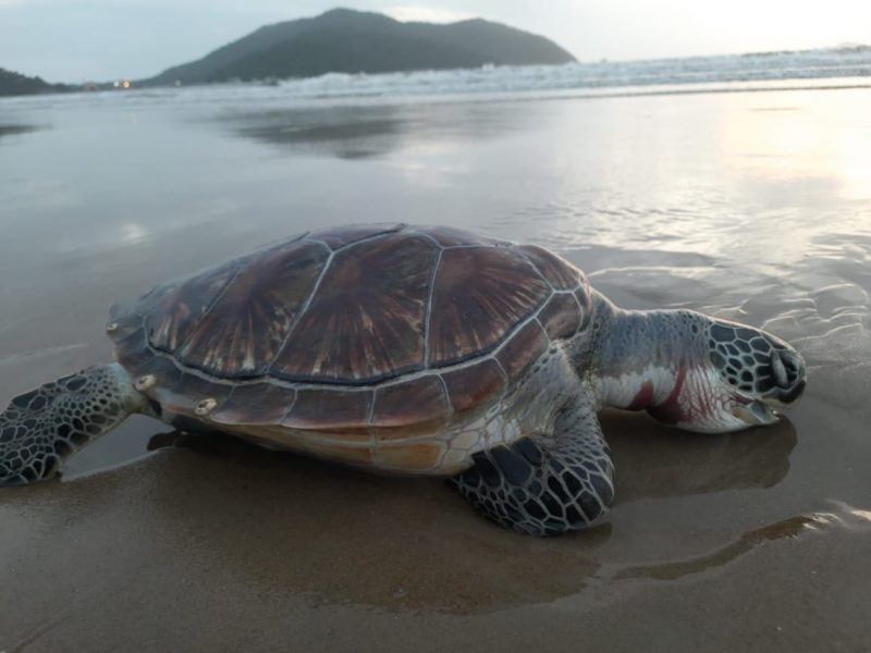 uttara kannada karwar Green Sea Turtle 2 1 800x600 1