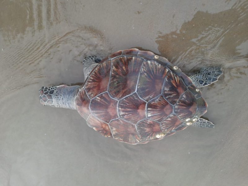 uttara kannada karwar Green Sea Turtle 2 2