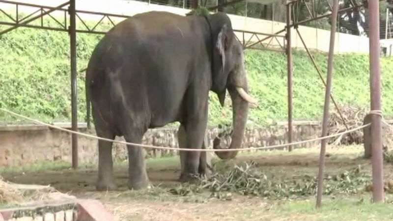 Abhimanyu elephant publictv