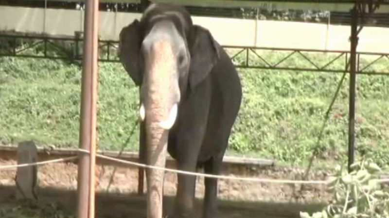 Abhimanyu elephant publictv