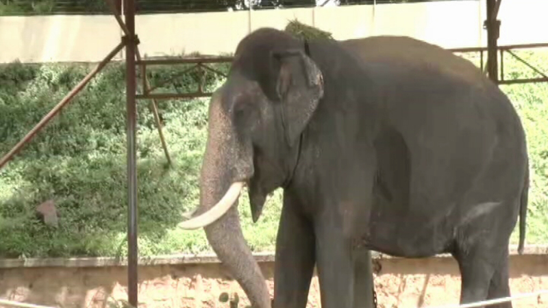 Abhimanyu elephant publictv