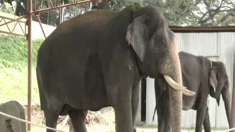 Abhimanyu elephant publictv