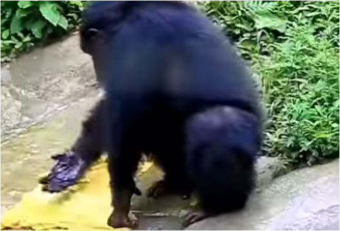CHIMPANZEE 3