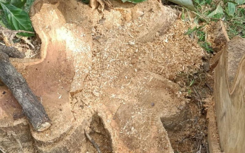 Case filed against teak tree owner kollegal chamarajanagar 1