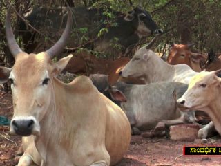 Cow copy