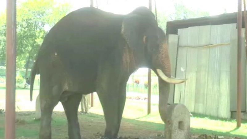 ELEPHANT 3
