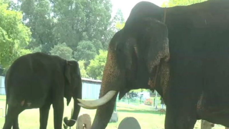 ELEPHANT