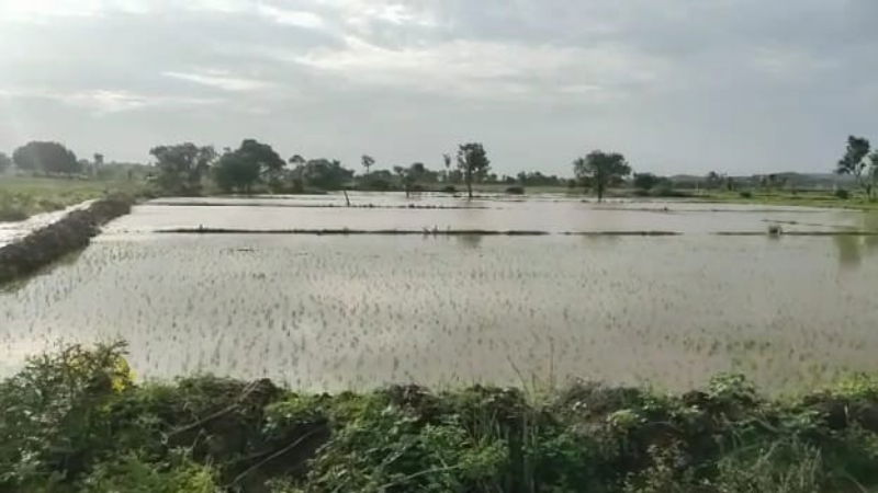 FARMERS 2