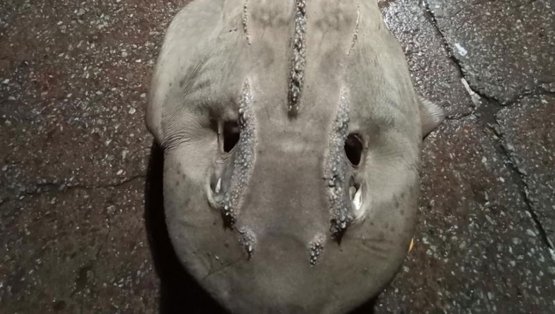 Helicopter fish