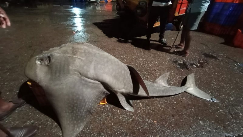 Helicopter fish