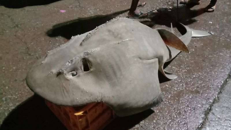 Helicopter fish