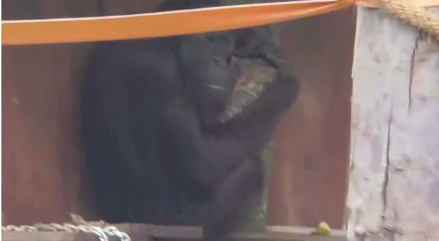 ORANGUTAN