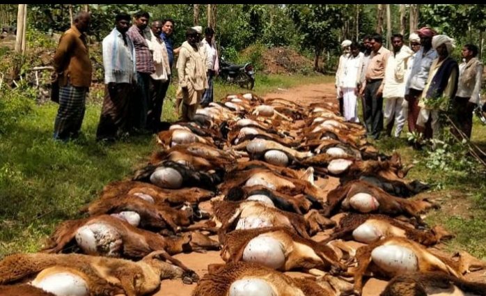 SHEEP'S DIED