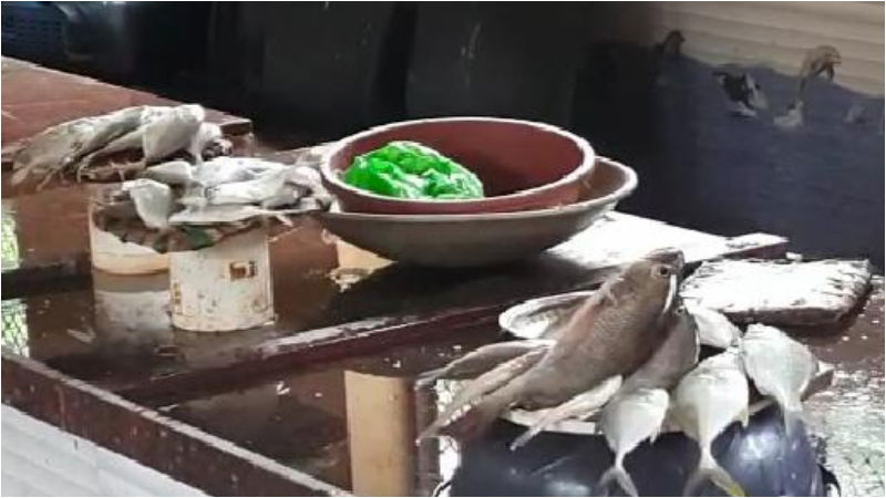 UDP FISH 2