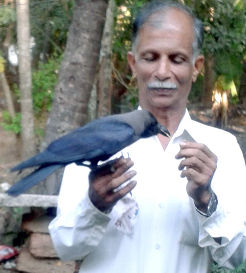  Crow Friendship Karwar publictv