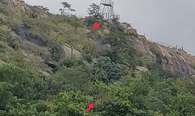 anekal elephant 1