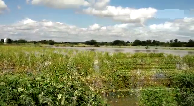 bidar rain crop loss