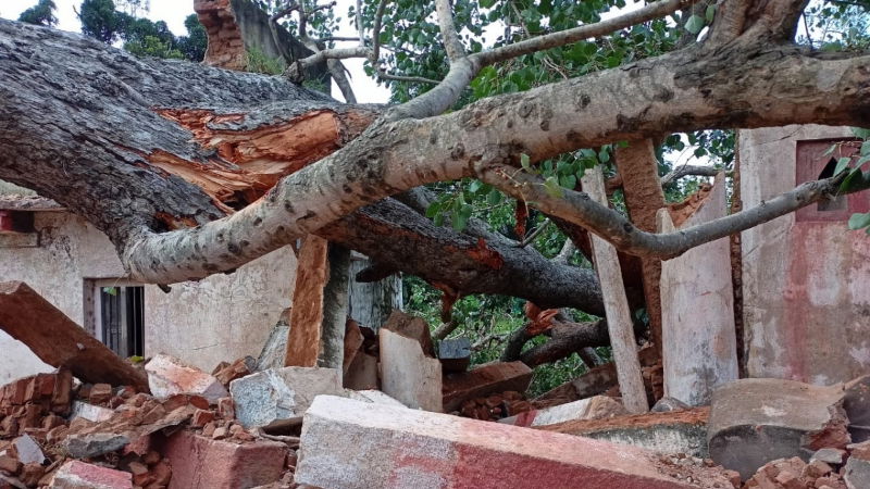 chikaballapura arali mara 2