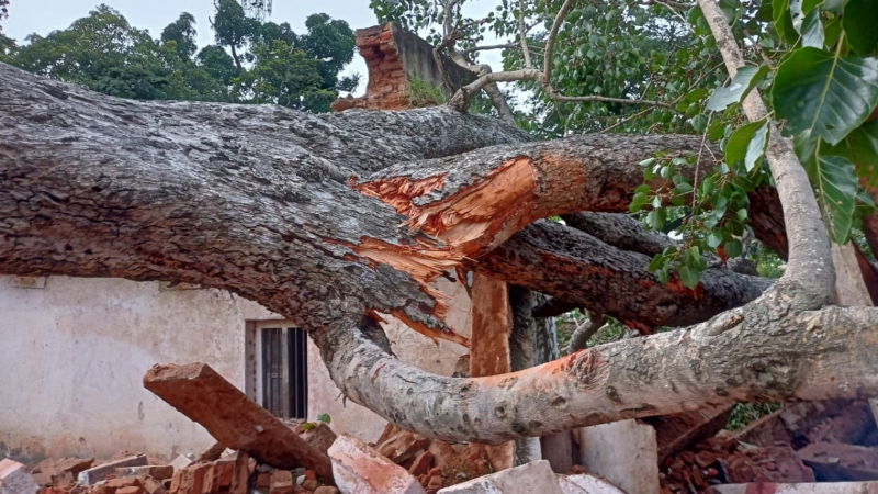 chikaballapura arali mara 4