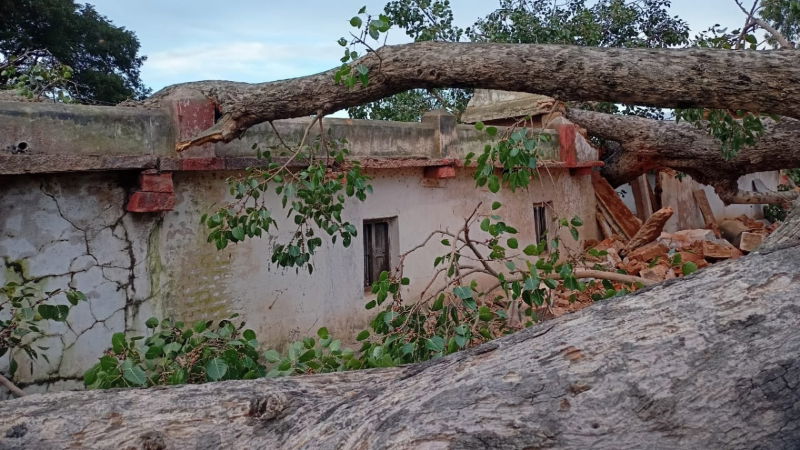 chikaballapura arali mara 6